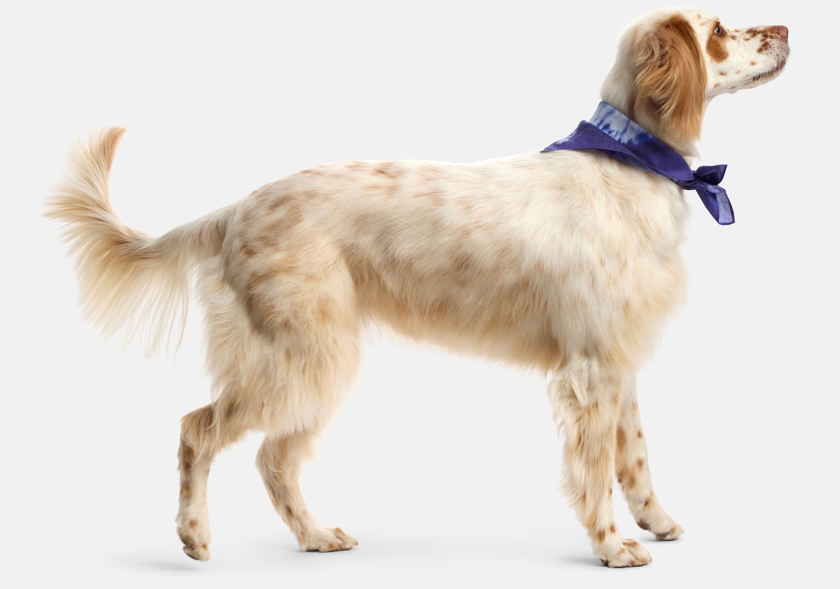 A24 x Rop van Mierlo Watercolor Bandana