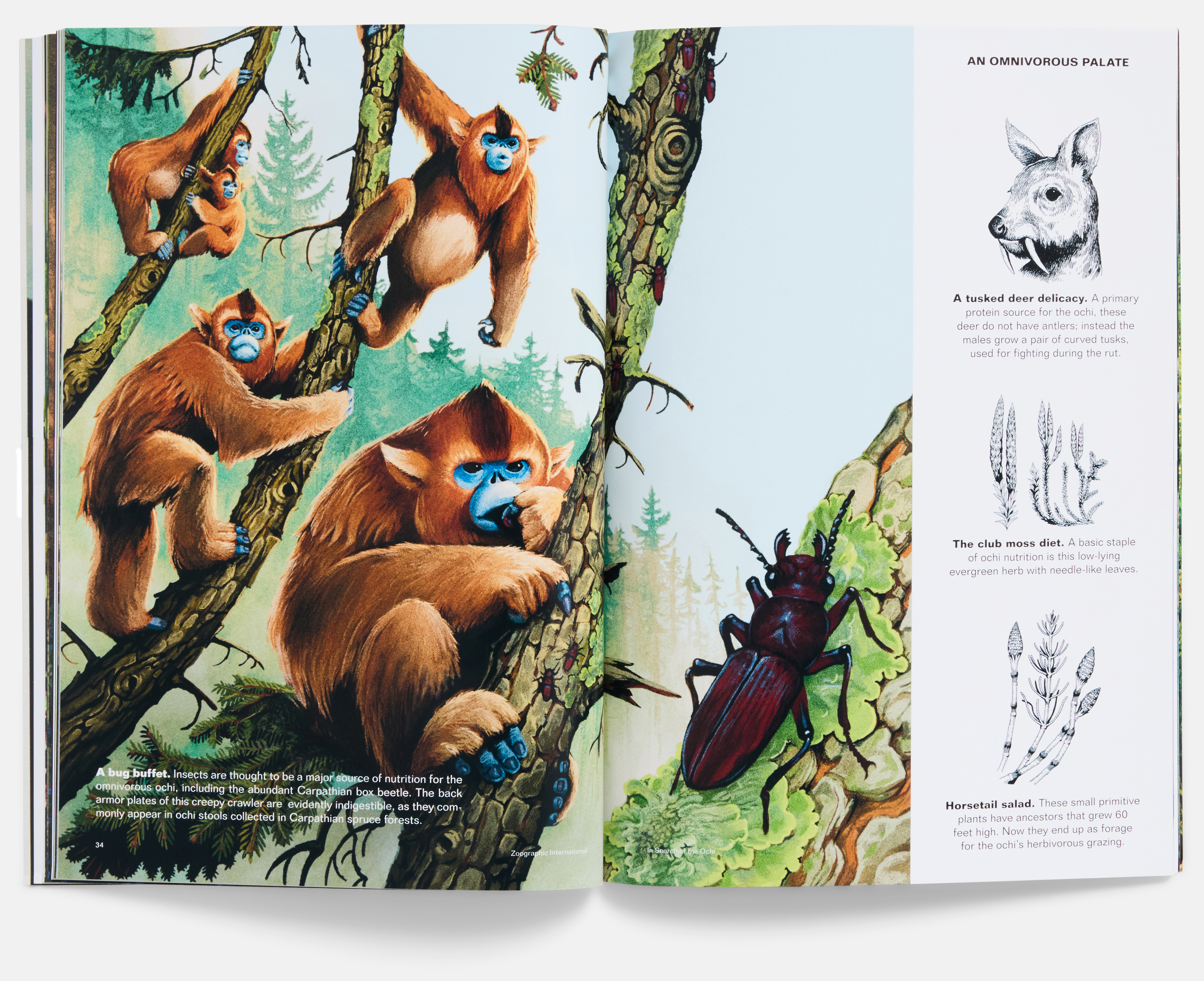 In Search of the Ochi Field Guide