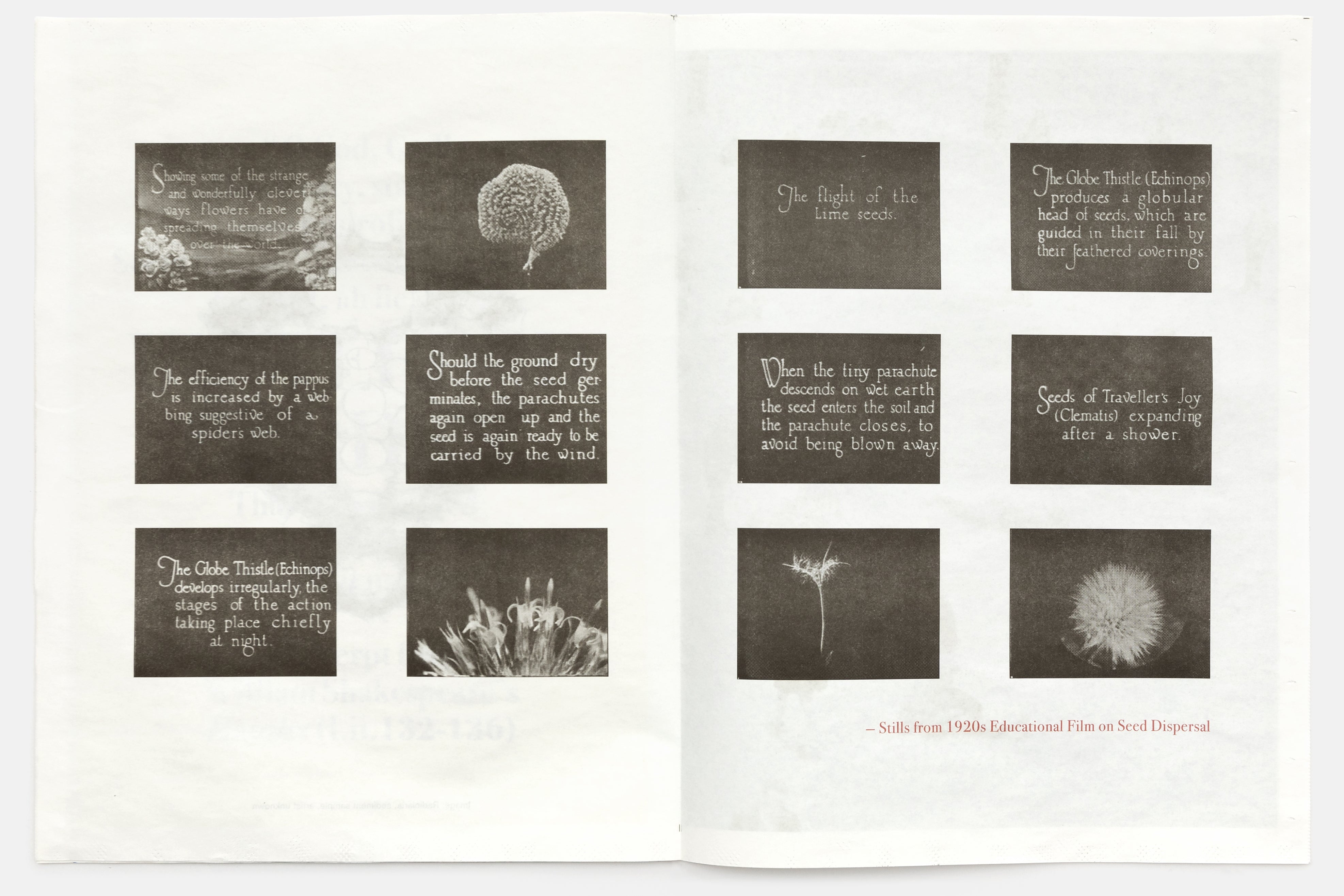 Seeds Zine by Claire Denis