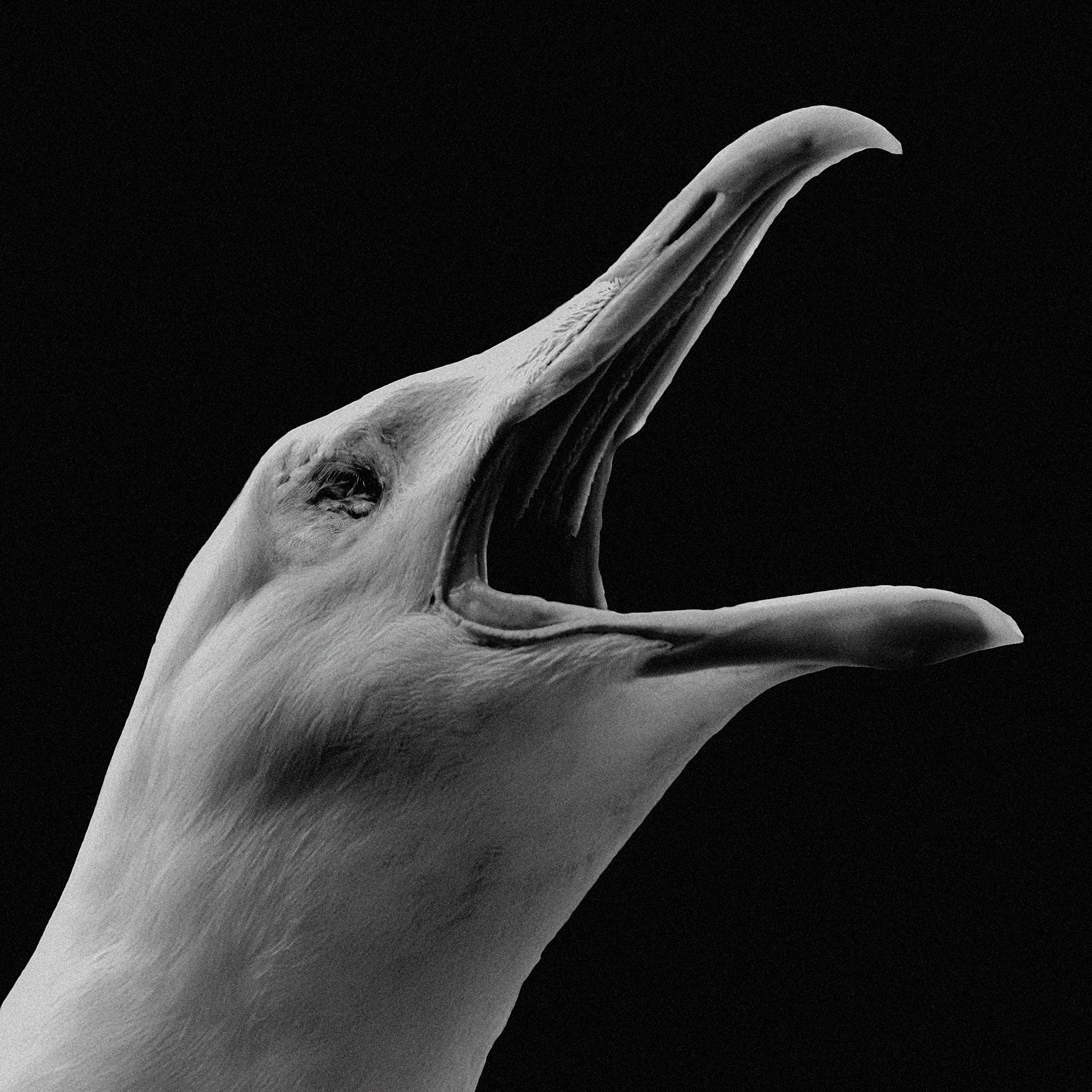 The Lighthouse Gull Poster