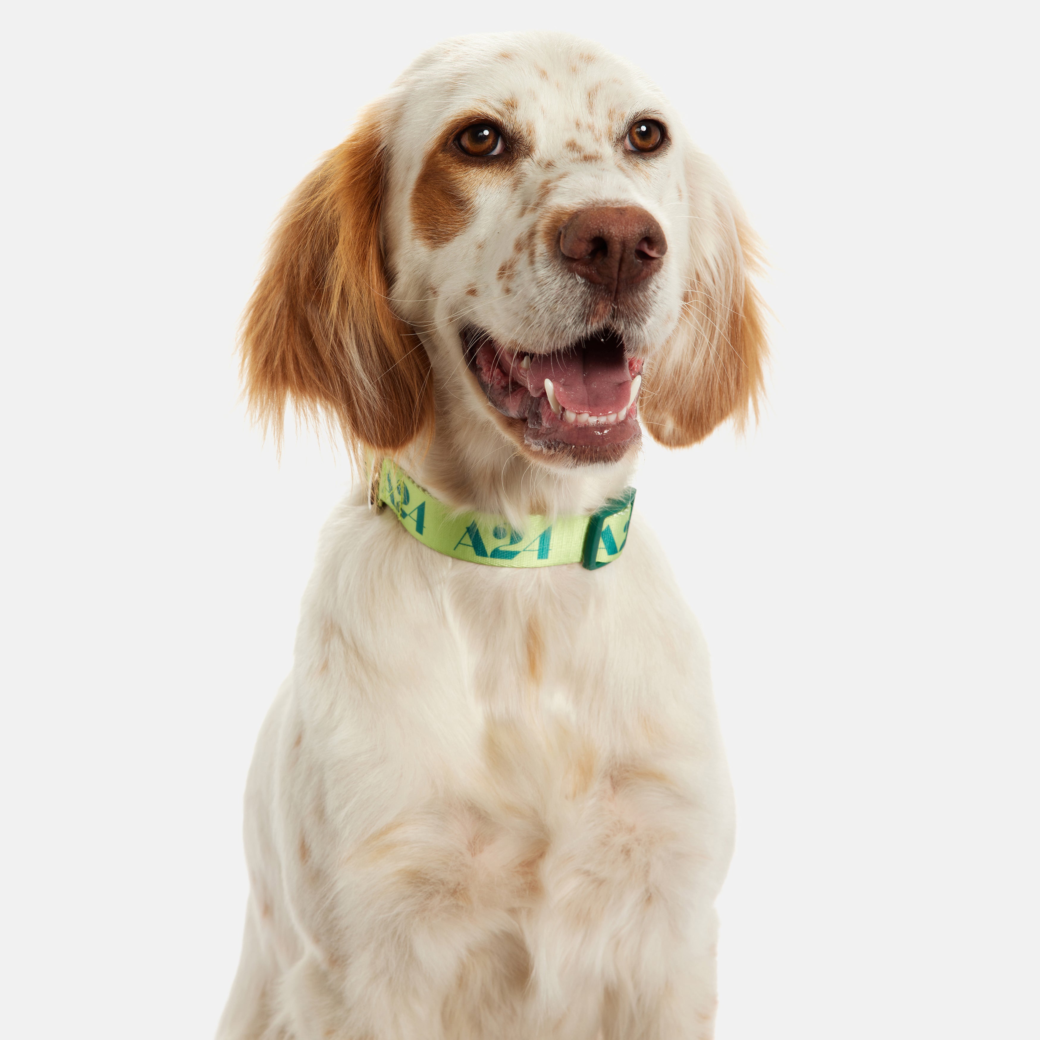 Lime Logo Collar
