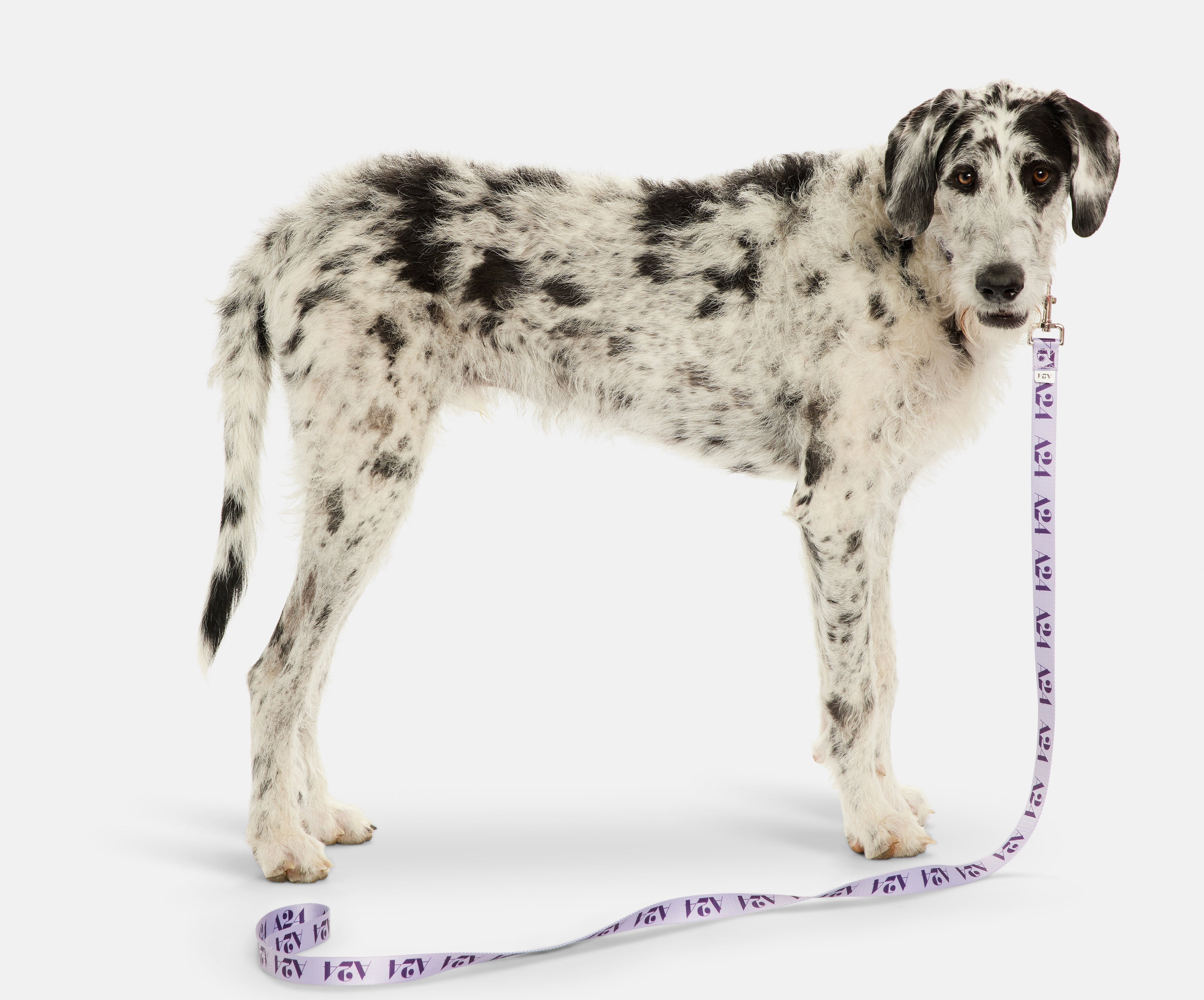 Logo Leash