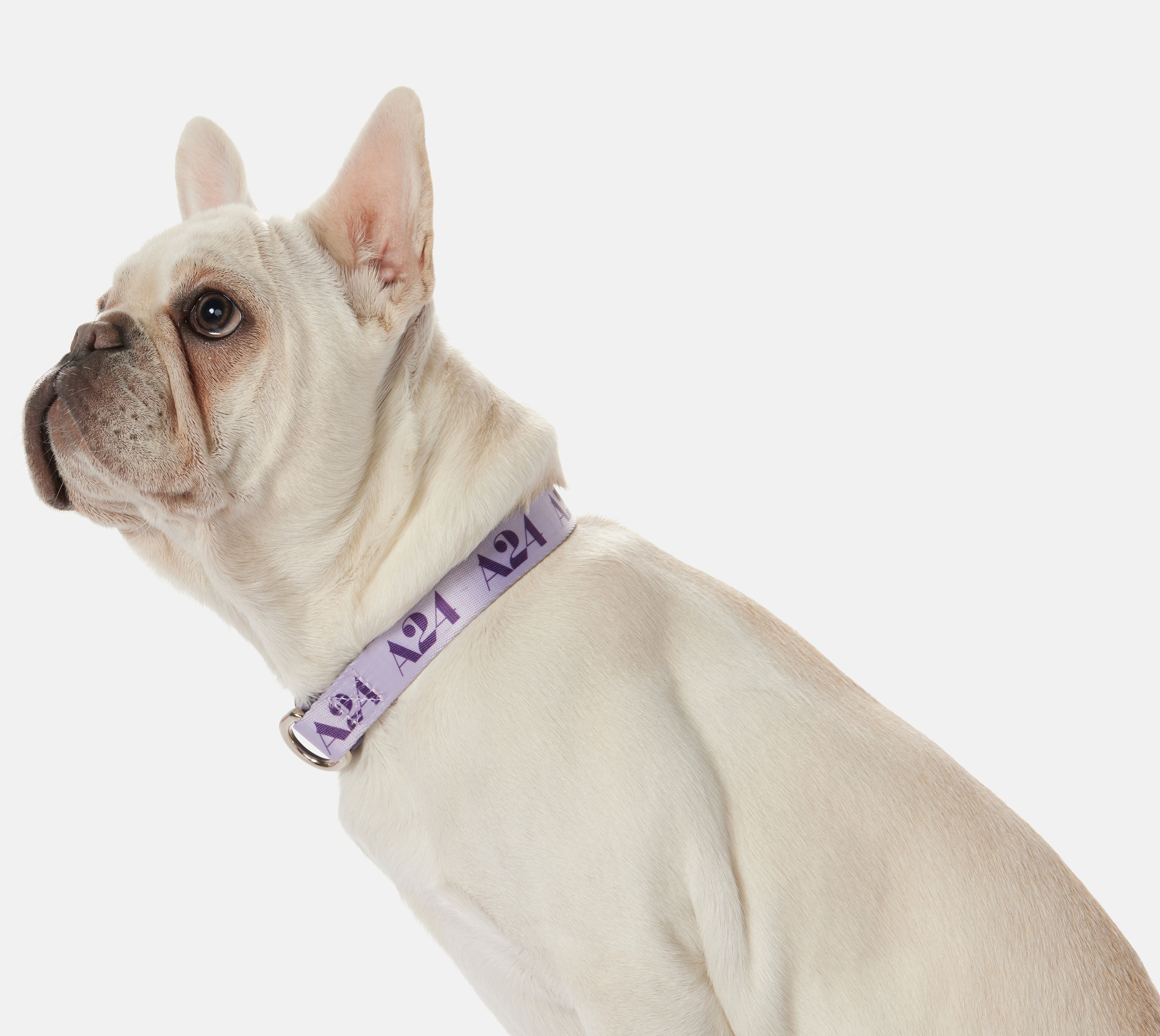 Lavender Logo Collar
