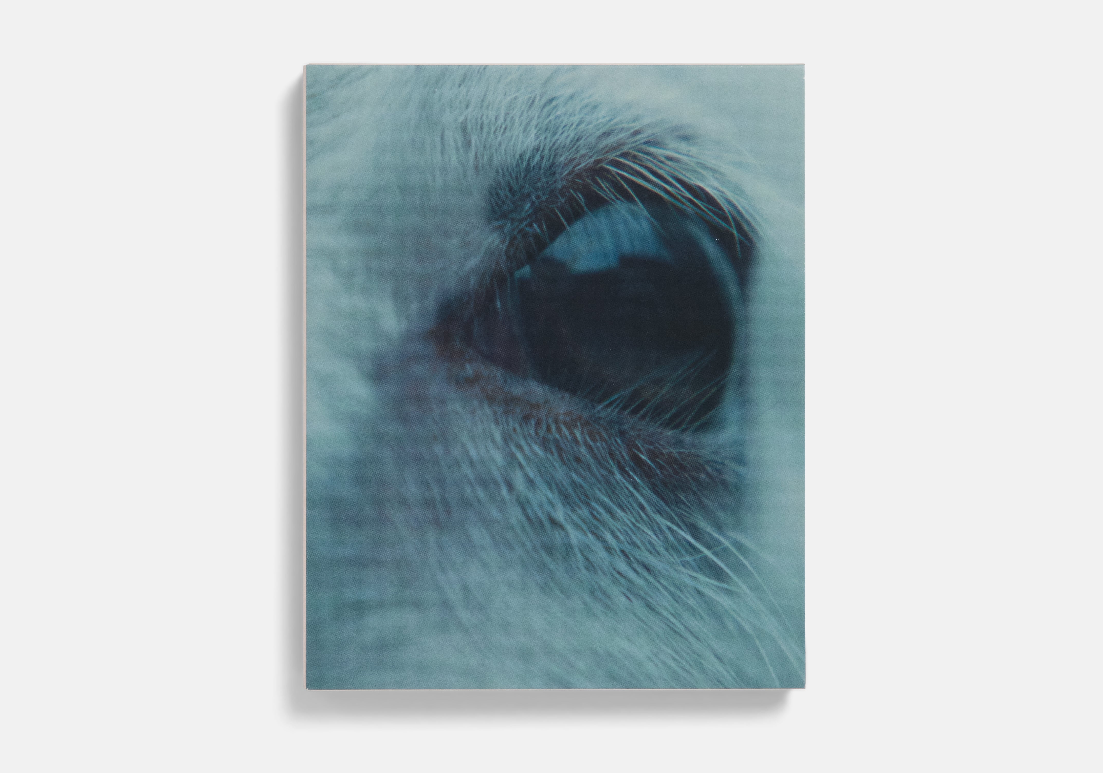 Lamb Blu-ray
